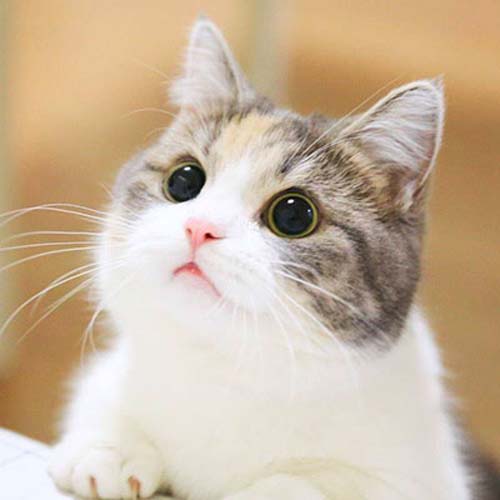 gatos