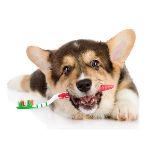 cuidado-dental